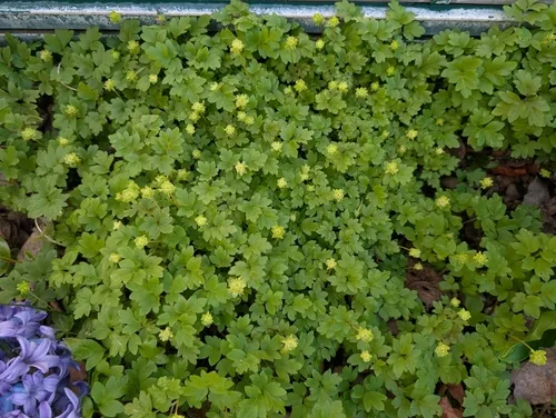 Moschatel