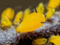 Oleander Aphid thumbnail 5