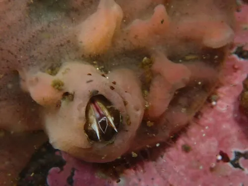 Rostrate Barnacle