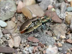 Cobblestone Tiger Beetle thumbnail 2