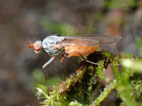 Tephrochlamys flavipes