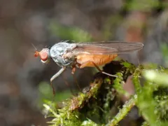 Tephrochlamys flavipes thumbnail 1