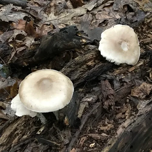 Deer Mushroom