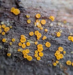Arachnopeziza trabinelloides thumbnail 3
