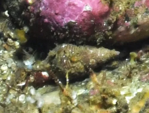 Thick-ribbed Whelk