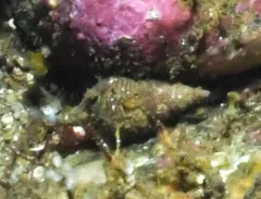 Thick-ribbed Whelk thumbnail 1