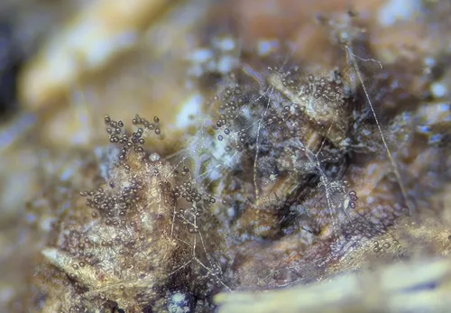 Harzia acremonioides