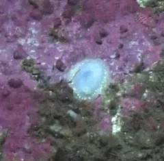 White Atlantic Cadlina thumbnail 2