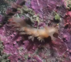 Dendronotus elegans thumbnail 2