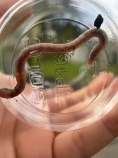 Southern Worm thumbnail 3