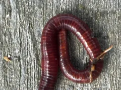 Dark Red Wriggler thumbnail 2