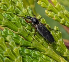 Bibio palliatus thumbnail 1