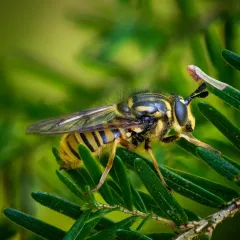 Western Yellowjacket Fly thumbnail 1