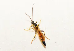 Ichneumon chasmodops thumbnail 3
