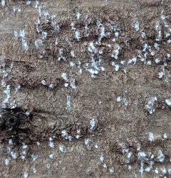Pine Bark Adelgid thumbnail 3