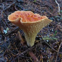 Scaly Chanterelle thumbnail 2