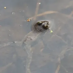 Oregon Spotted Frog thumbnail 3