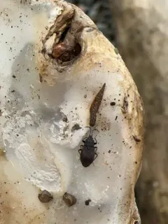 brown groundbug thumbnail 2