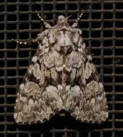 Dark-winged Quaker thumbnail 3