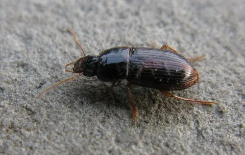 Trichotichnus fulgens