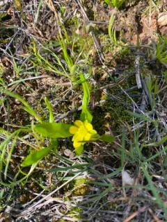 Blue Mountain Buttercup thumbnail 4