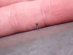 Synageles occidentalis thumbnail 1