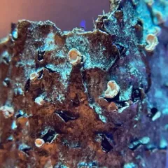 Porodisculus pendulus thumbnail 4