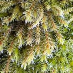 Starry Hoarmoss thumbnail 3