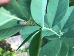 Genista Broom Moth thumbnail 2