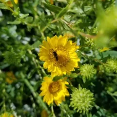 Curlycup Gumweed thumbnail 4