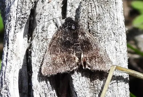 Annaphila arvalis