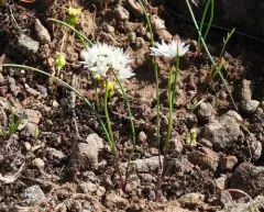 Rock Onion thumbnail 4