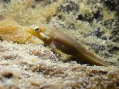 Manacled Sculpin thumbnail 4