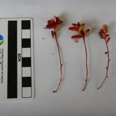 Exobasidium splendidum thumbnail 3