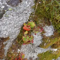 tufted saxifrage thumbnail 2