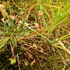 Pygmy Saxifrage thumbnail 1