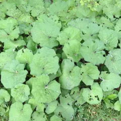colt's-foot thumbnail 2