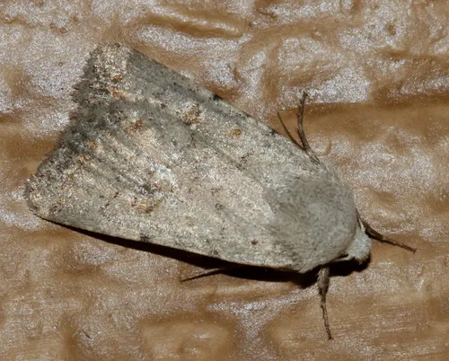 Anicla tenuescens
