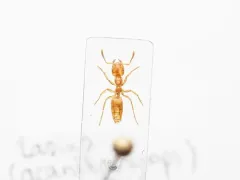 Lasius subglaber thumbnail 4