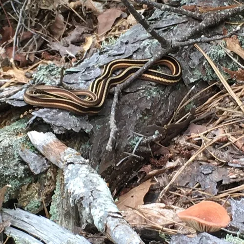Common Ribbon Snake