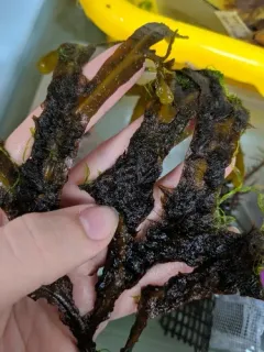 Elachista fucicola thumbnail 4