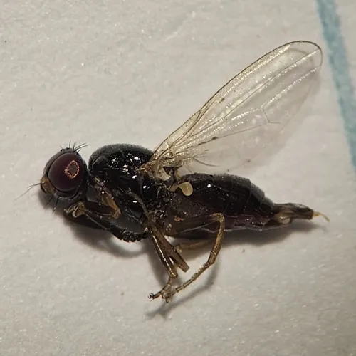 Stearibia nigriceps