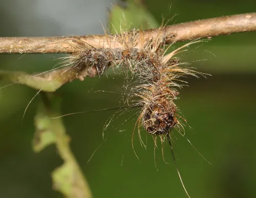 Entomophaga maimaiga