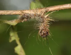 Entomophaga maimaiga thumbnail 1