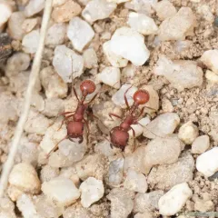 Owyhee Harvester Ant thumbnail 3