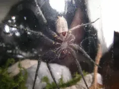 Lowrie's Thin-legged Wolf Spider thumbnail 4