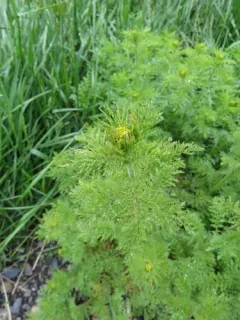 Northern Tansymustard thumbnail 2