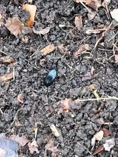Oodes amaroides thumbnail 4