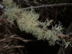 Lustrous Beard Lichen thumbnail 1