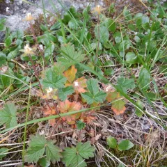 Arctic Cinquefoil thumbnail 2